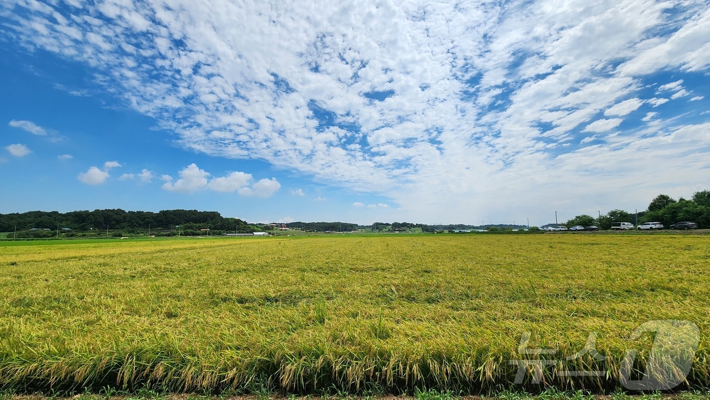 가을의 시작을 알리는 입추인 7일 충남 당진시 송악읍 한 논에서 누렇게 익은 빠르미향이 콤바인 추수를 기다리고 있다. 빠르미향은 충남도가 개발한 초조생종 벼 품종이다.(충남도 제공. 재판매 및 DB금지)2025.8.7/뉴스1 ⓒ News1 김낙희 기자