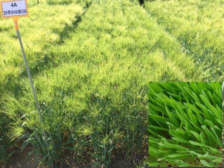 농촌진흥청이 개발한 보리 '싹이랑' 품종 (농촌진흥청 제공) 2025.08.07 /뉴스1