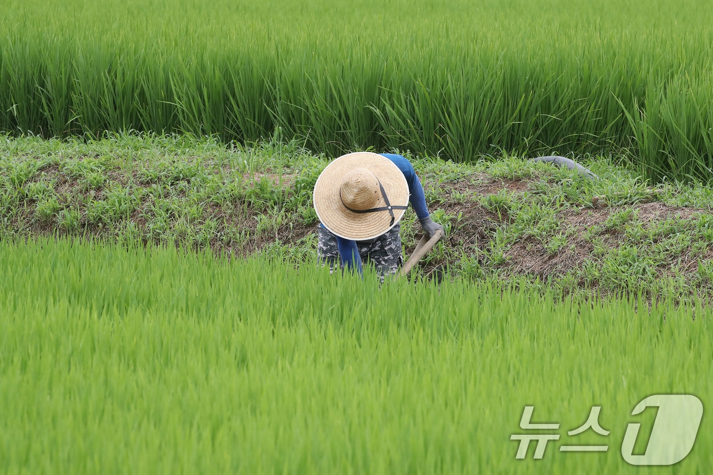 절기상 입추인 7일 오전 대구 북구 학정동 논에서 농부가 잦은 호우에 대비해 물꼬를 트고 있다. 2025.8.7/뉴스1 ⓒ News1 공정식 기자