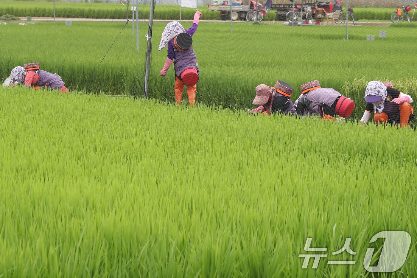 입추인 7일 대구 북구 학정동의 논에서 농민들이 제초작업을 하고 있다. 2025.8.7/뉴스1 ⓒ News1 공정식 기자
