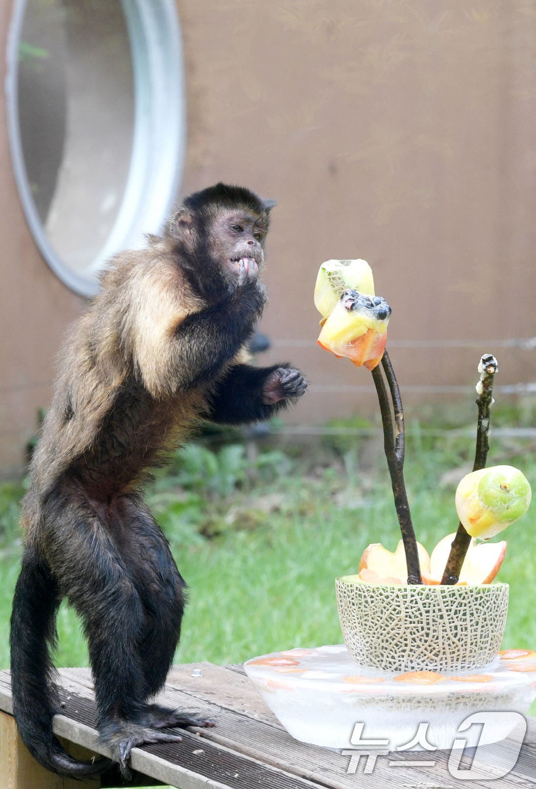 폭염이 기승을 부리고 있는 가운데 7일 오전 광주 우치공원 동물원에서 원숭이가 열대과일과 특별 제작한 얼음 간식을 먹으며 더위를 식히고 있다.&#40;광주시 제공. 재판매 및 DB 금지&#41; 2025.8.7/뉴스1 