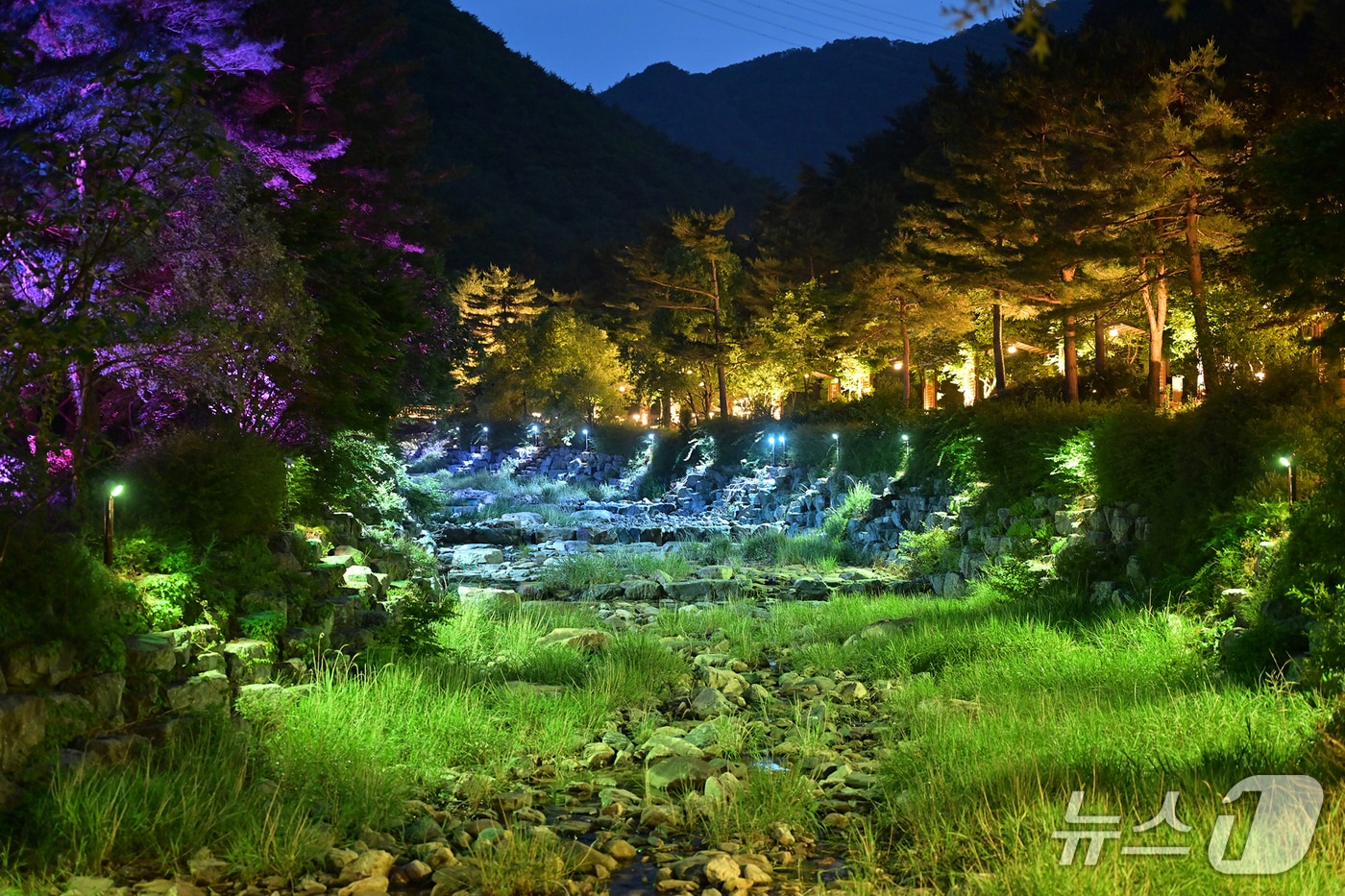 강릉 솔향수목원 야간 개장.(강릉시 제공, 재판매 및 DB 금지) 2025.8.8/뉴스1