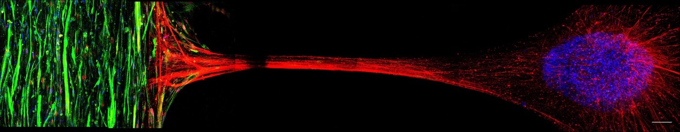  세포와 세포 사이가 신경으로 연결되어 있는 이미지&#40;고려대학교 정석 교수 제공&#41;