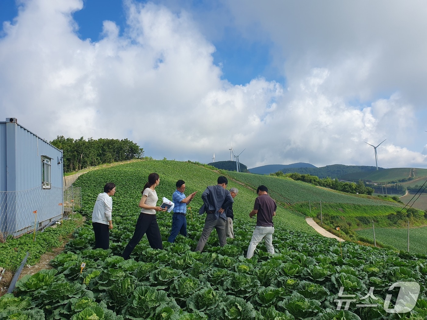 강원 강릉시, 고랭지채소 현장 기술지원 강화.&#40;강릉시 제공, 재판매 및 DB 금지&#41; 2025.8.8/뉴스1