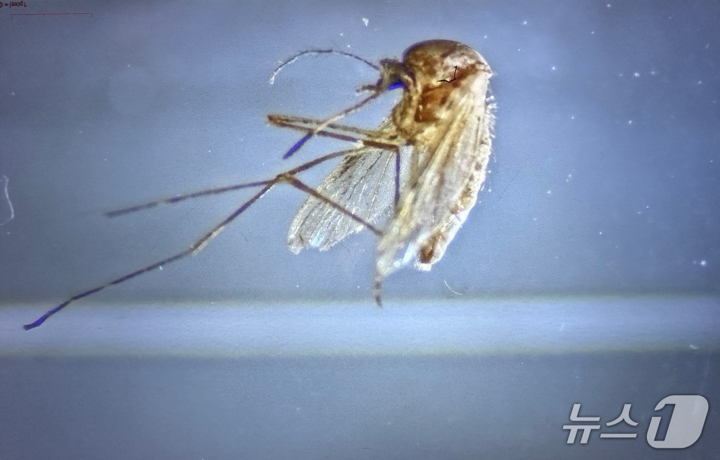 일본뇌염 매개모기인 작은빨간집모기. / 뉴스1 