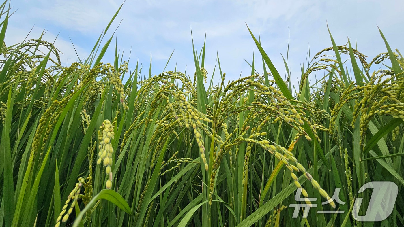 지난 1일 경북 포항시 북구 흥해읍의 들녘에서 벼가 누렇게 익어가고 있다. 2025.9.1/뉴스1 ⓒ News1 최창호 기자