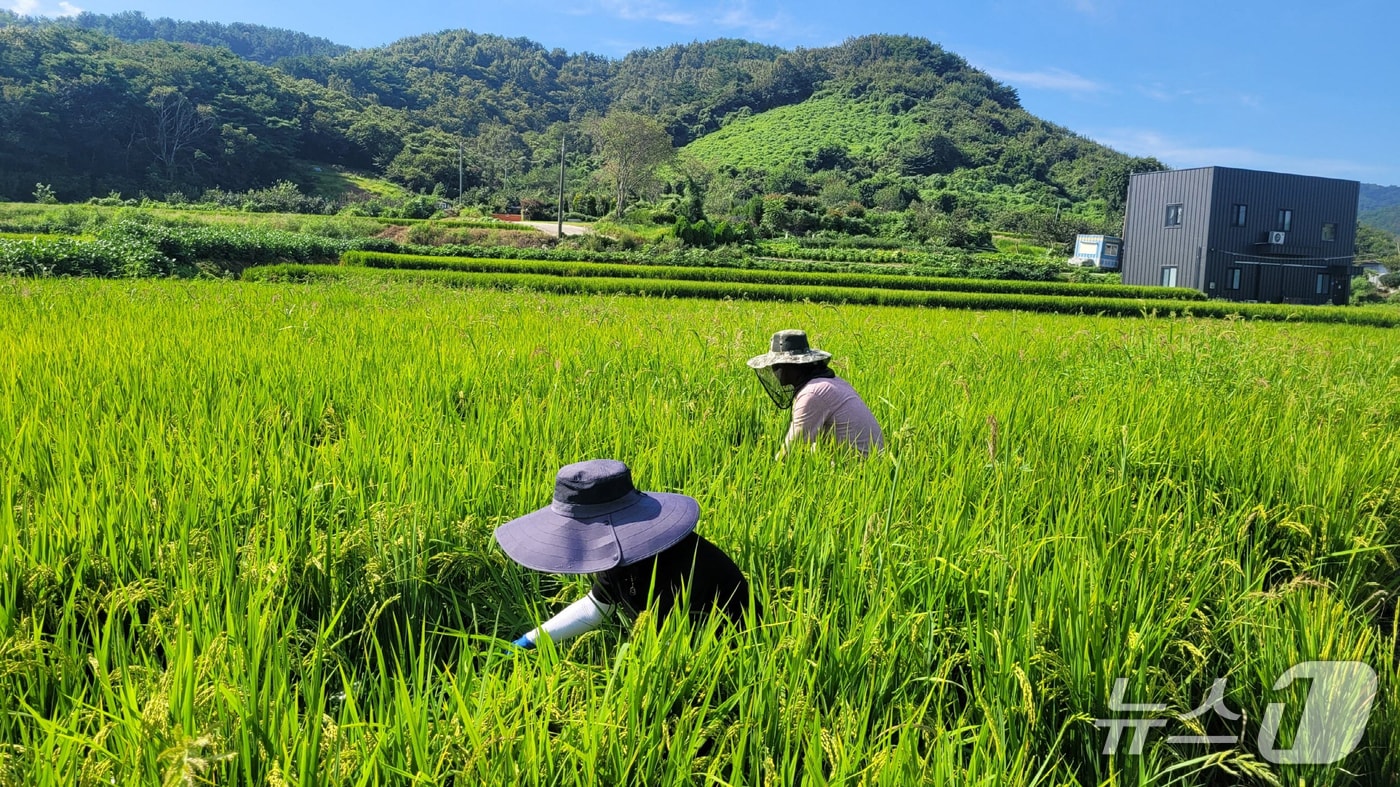 진주시 농업기술센터의 벼멸구 등 비래해충 예찰 활동(진주시 제공. 재판매 및 DB금지).