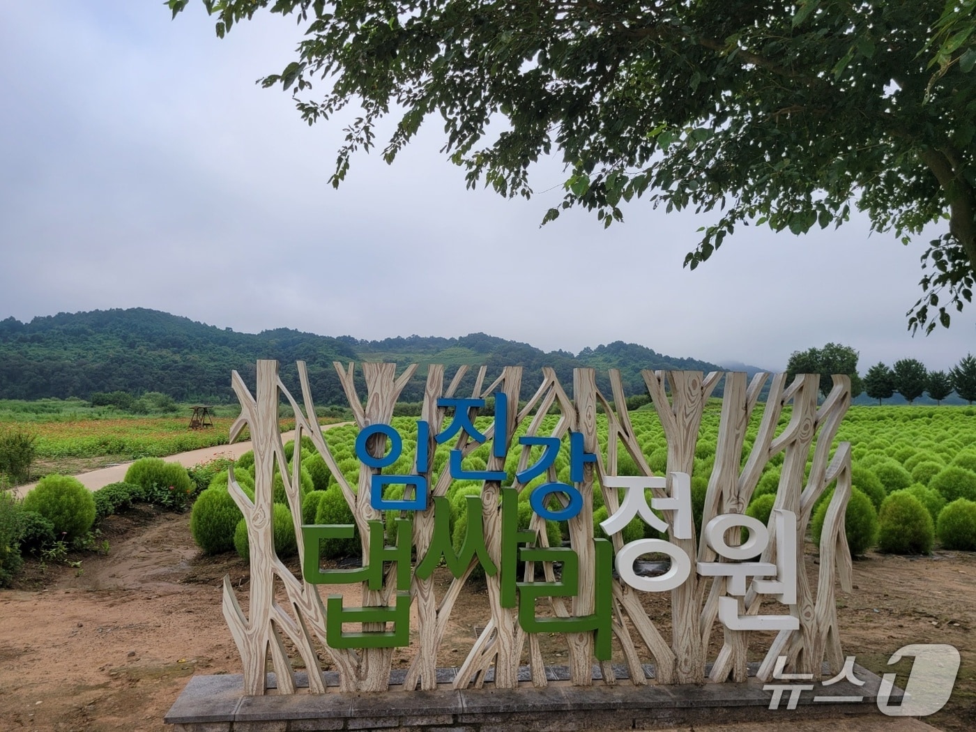 1일 개장해 다음달까지 무료로 개방되는 연천군 '임진강 댑싸리 정원' (연천군 제공, 재판매 및 DB금지)