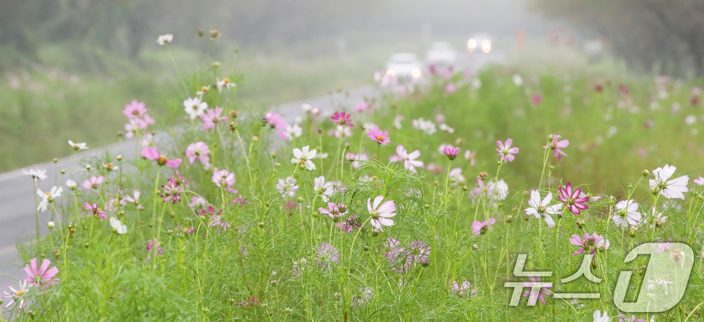 서귀포시 표선면 가시리 녹산로에 코스모스가 펴 있다.ⓒ News1 DB