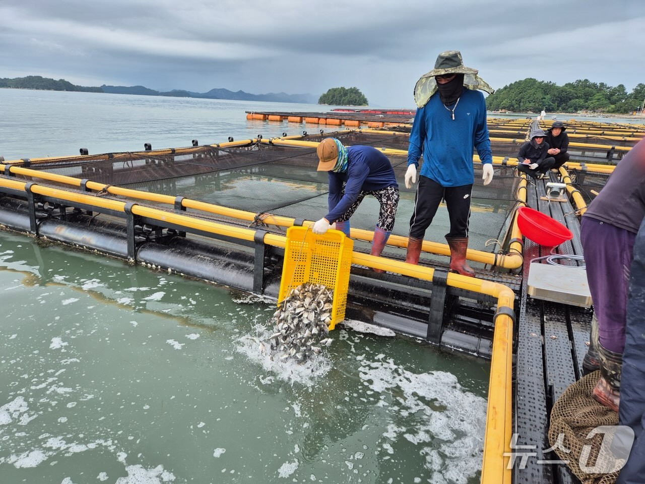 10일 고흥군이  도양읍 소록지선과 화도지선 해역에 감성돔 42만 5000마리와 조피볼락 24만 마리 등 총 66만 5000마리를 긴급 방류했다.(고흥군 제공)