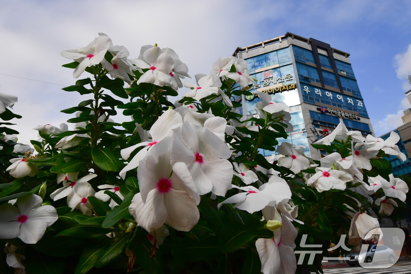 11일 경북 포항시청 앞 화단에서 일일초가 가을 햇살을 쬐고 있다. (사진은 기사 내용과 무관함) 2025.9.11/뉴스1 ⓒ News1 최창호 기자