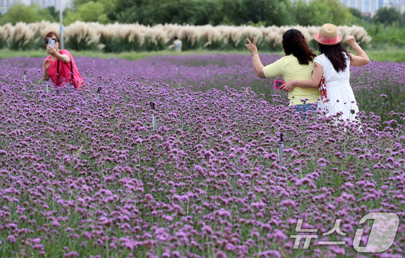 부산 강서구 대저생태공원을 찾은 시민들이 활짝 핀 버베나꽃을 감상하며 가을 분위기를 즐기고 있다. 2025.9.11/뉴스1 ⓒ News1 윤일지 기자