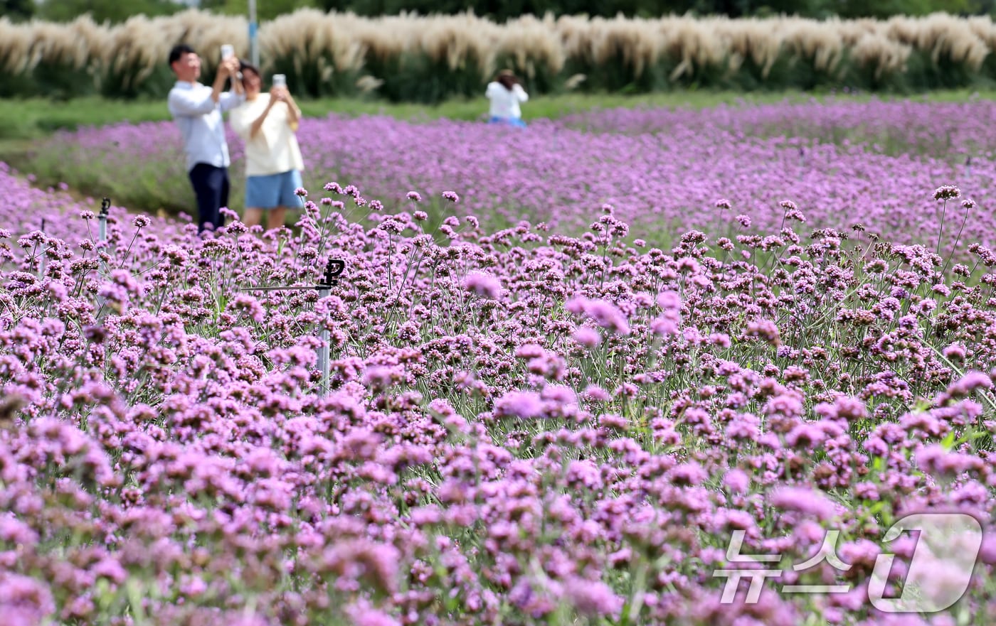 지난 11일 부산 강서구 대저생태공원을 찾은 시민들이 활짝 핀 버베나꽃을 감상하며 가을 분위기를 즐기고 있다. 2025.9.11/뉴스1 ⓒ News1 윤일지 기자