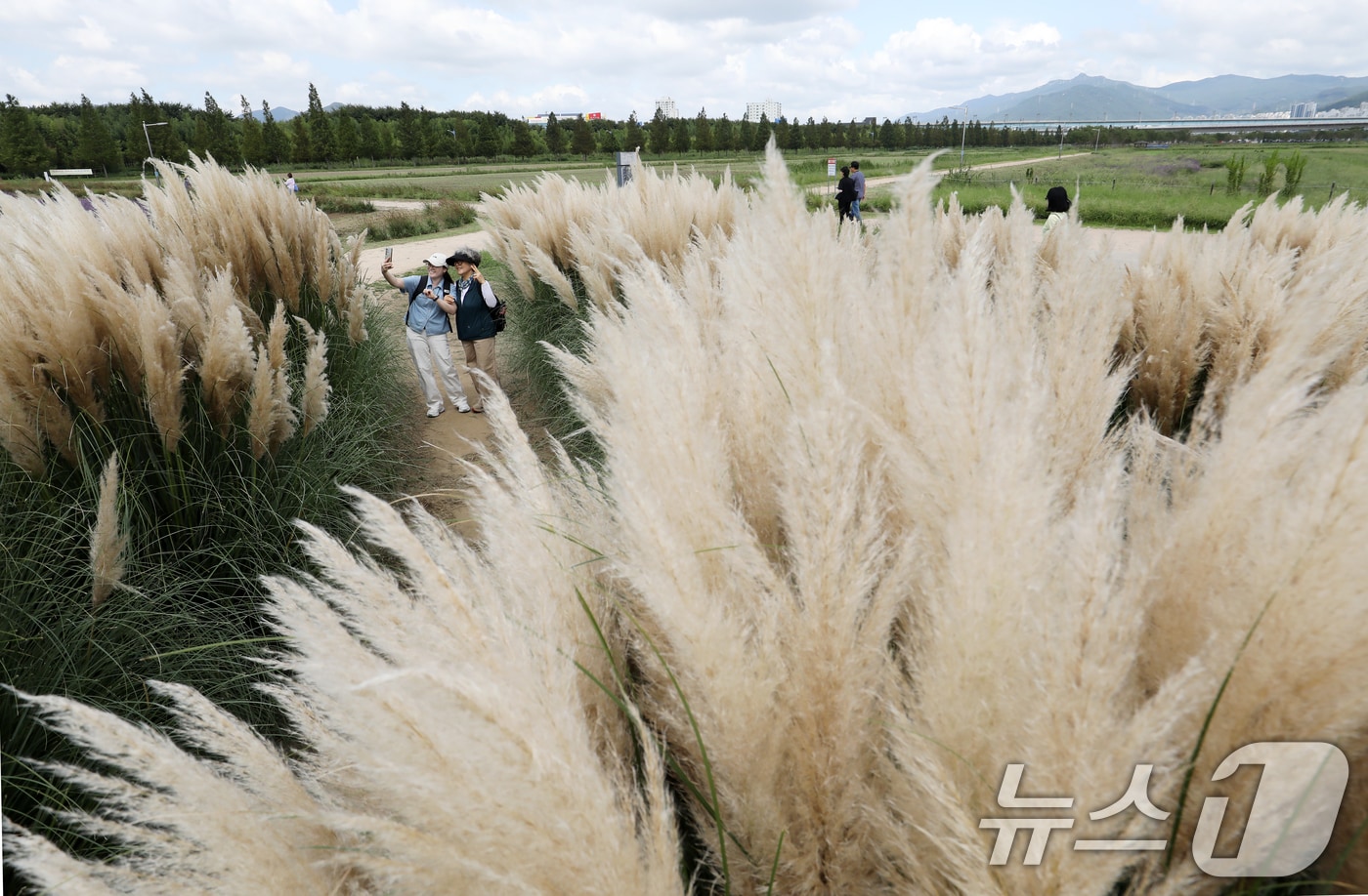 지난 11일 부산 강서구 대저생태공원을 찾은 시민들이 만개한 팜파스그라스를 감상하며 가을 분위기를 즐기고 있다. 2025.9.11/뉴스1 ⓒ News1 윤일지 기자