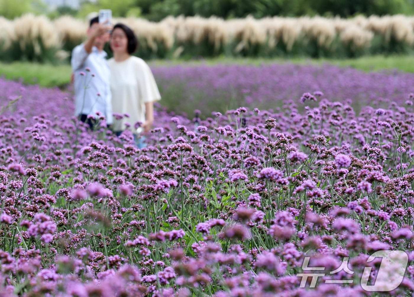 부산 강서구 대저생태공원을 찾은 시민들이 활짝 핀 버베나꽃을 감상하며 가을 분위기를 즐기고 있다. 2025.9.11/뉴스1 ⓒ News1 윤일지 기자