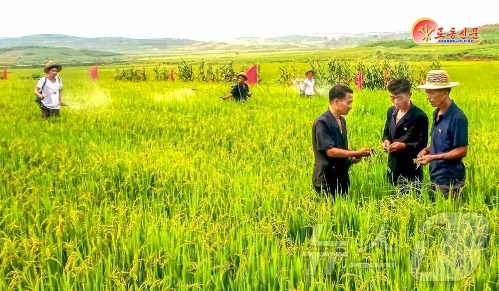 &#40;평양 노동신문=뉴스1&#41; = 북한 노동당 기관지 노동신문은 12일 &#34;박천군이 알곡생산에서 벼와 밀의 압도적비중을 보장할 데 대한 당 정책 관철에서 큰 걸음을 내짚었다&#34;며 &#34;올해 밀 대 밭벼두벌농사면적을 지난해보다 3배로 늘여 밀은 정보 당 6톤&#40;t&#41;이상 생산했으며 밭벼도 6t이상의 소출을 내다보고 있다&#34;라고 보도했다. [국내에서만 사용가능. 재배포 금지. DB 금지. For Use Only in the Republic of Korea. Redistribution Prohibited] rodongphoto@news1.kr