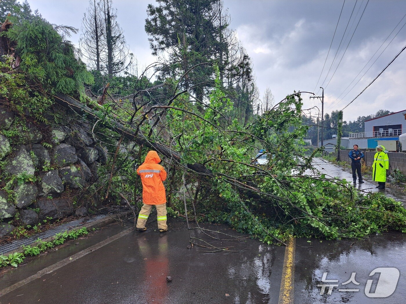  제주 서귀포 토평동 거리에 비바람을 맞은 나무가 쓰러져있다(제주소방안전본부 제공. 재판매 및 DB제공)/뉴스1