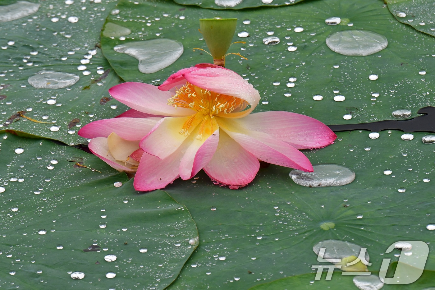 연꽃 자료사진. /뉴스1