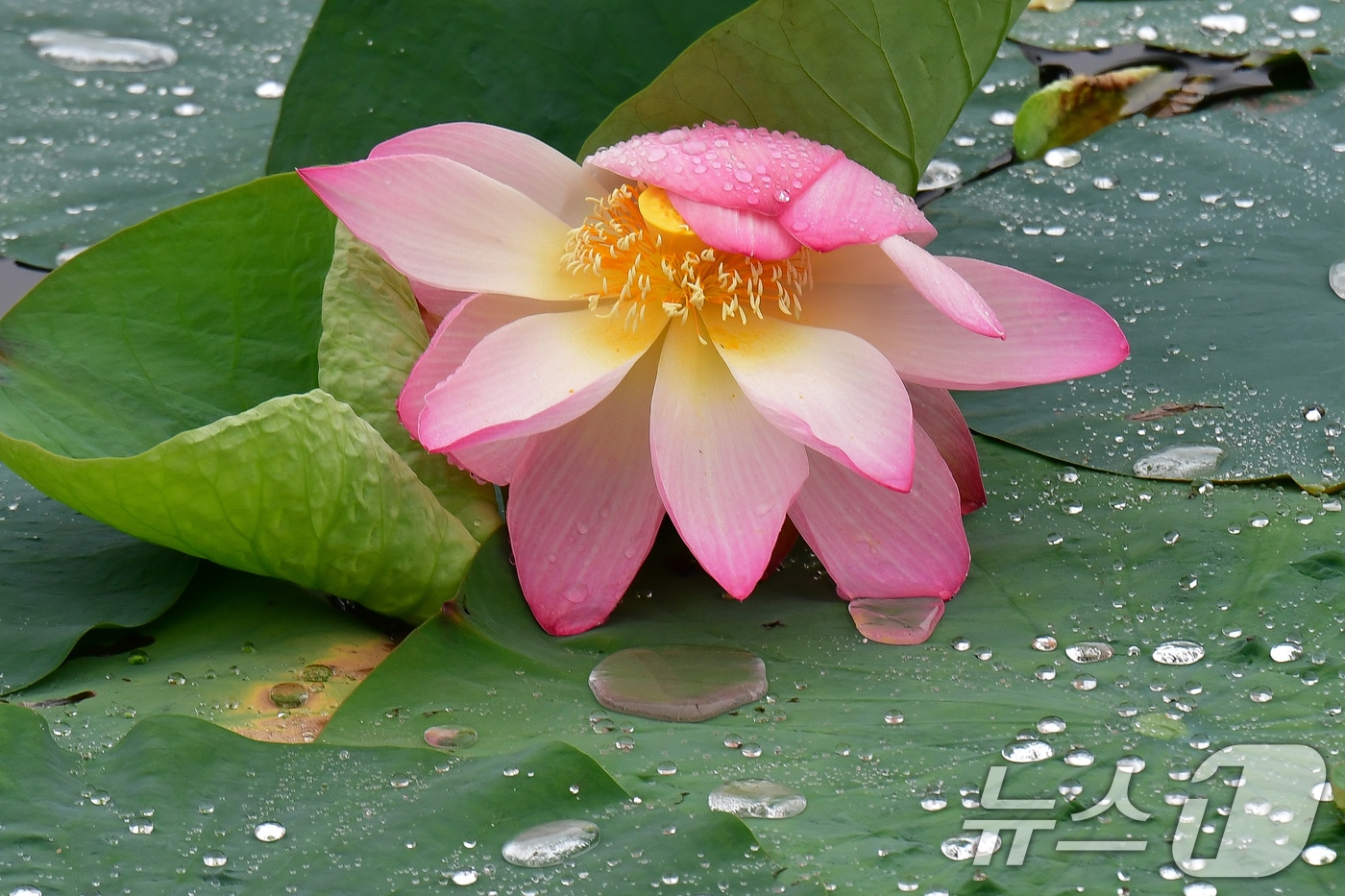 연꽃 위에 맺힌 빗방울.  ⓒ 뉴스1 최창호 기자