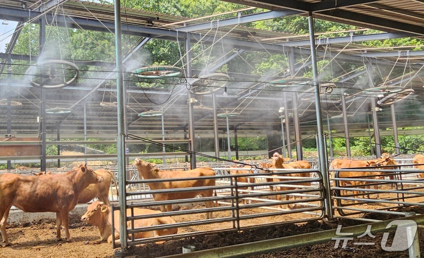 합천군의 한 축사. 뉴스1 DB