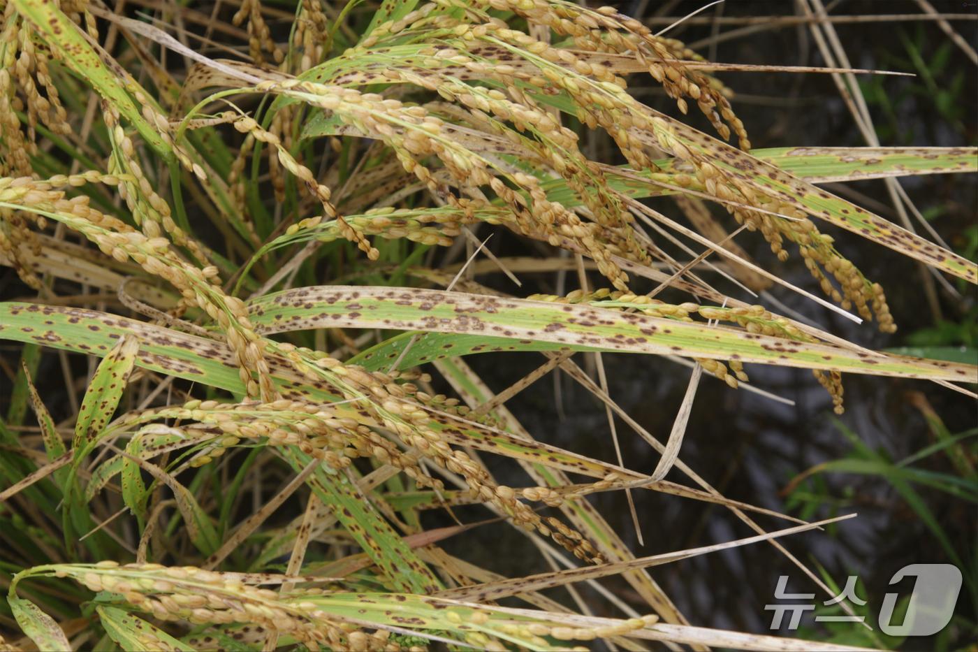 깨씨무늬병에 걸려 검게 변해가는 벼의 모습.(사진=농촌진흥청) 2025.9.15