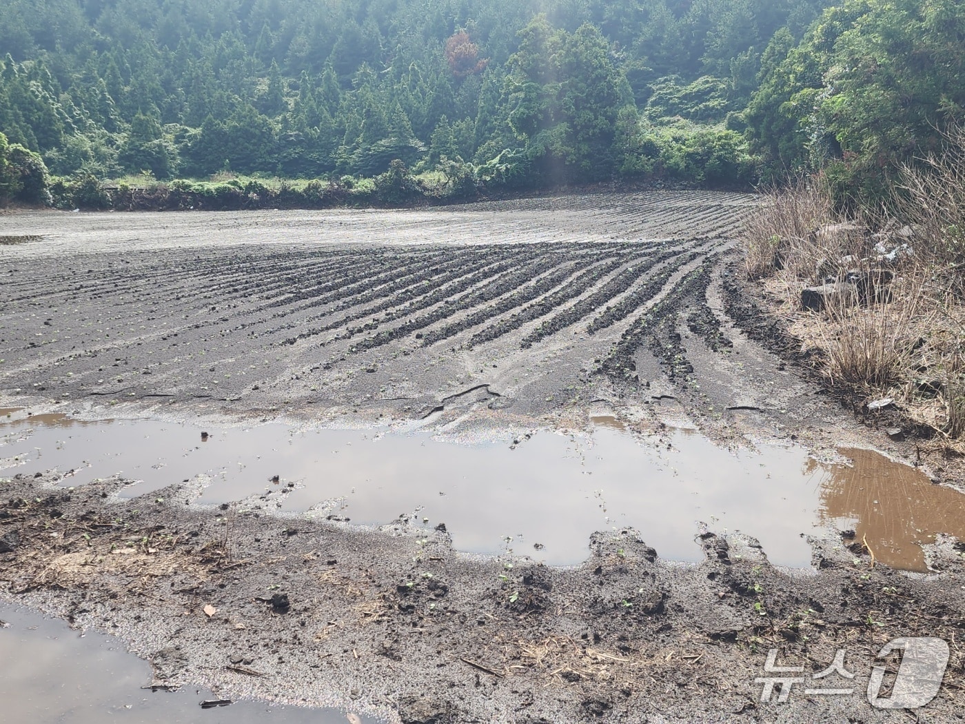 집중호우로 침수된 밭(제주도 제공. 재판매 및 DB금지)/뉴스1