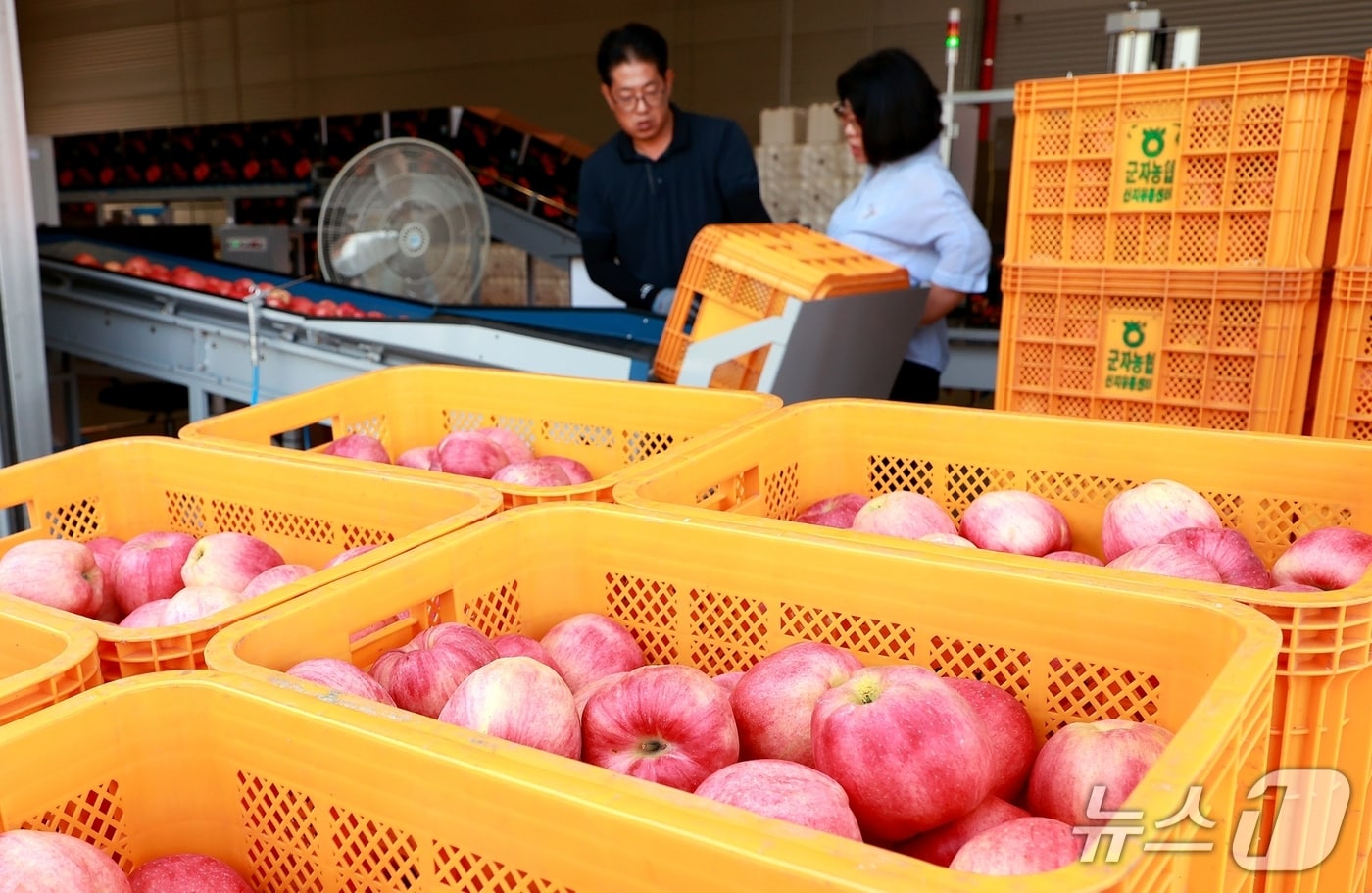 충북 괴산군의 한 사과 농가가 수확한 사과를 선별장에서 선별하고 있다.(괴산군 제공, 재판매 및 DB금지)/뉴스1