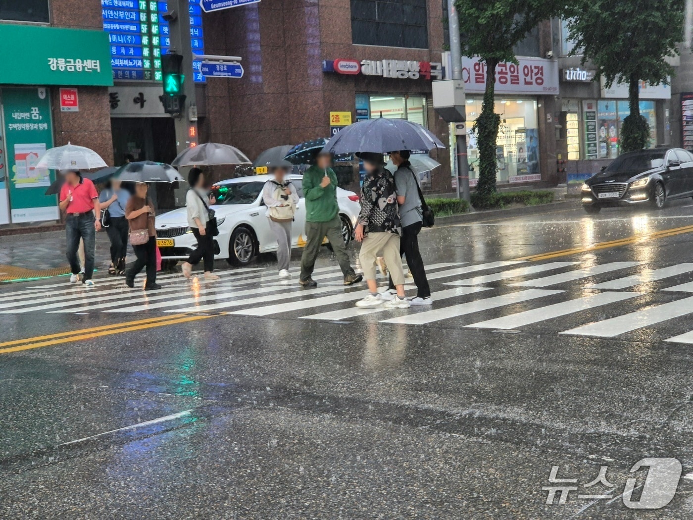 극심한 가뭄을 겪고 있는 강원 강릉에 단비가 내린 17일 시민들이 우산을 쓰고 횡단보도를 걷고 있다. 2025.9.17/뉴스1 윤왕근 기자