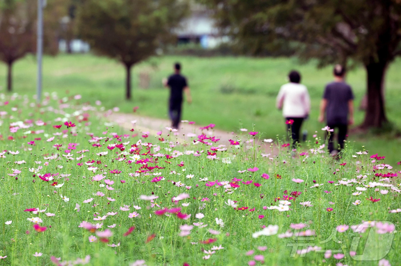 선선한 초가을 날씨를 보인 18일 오전 광주 북구 동림동 산동교친수 공원에서 주민들이 코스모스가 핀 산책로 길을 따라 가을 정취를 만끽하고 있다. &#40;광주 북구 제공. 재판매 및 DB 금지&#41; 2025.9.18/뉴스1