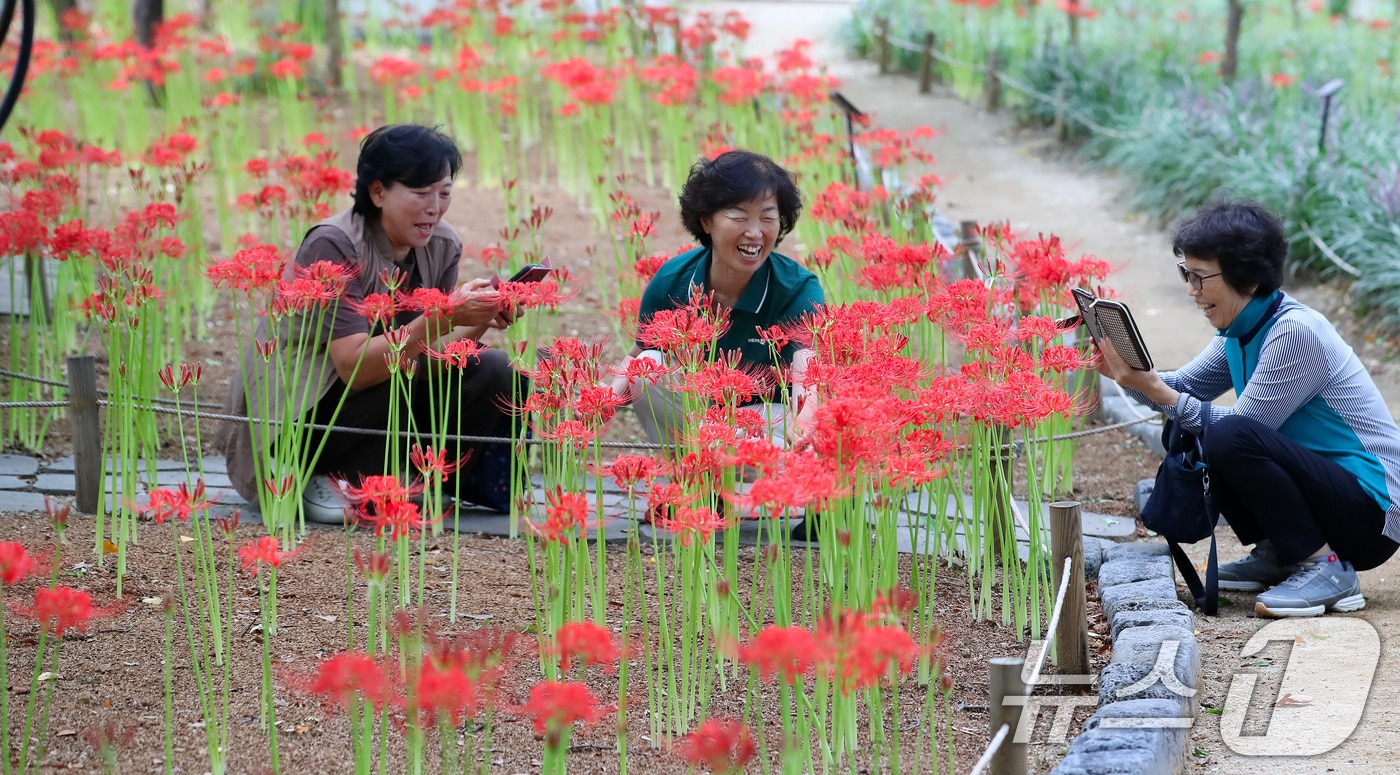 지난 18일 오후 대구 서구 중리동 그린웨이백합원에서 열린 '꽃무릇축제'를 찾은 시민들이 곱게 핀 꽃무릇을 감상하고 있다. 꽃이 피었다 진 후 잎이 돋아나기 때문에 꽃과 잎이 만날 수 없어 '이룰 수 없는 사랑'이라는 꽃말이 붙은 것으로 전해진다. 2025.9.18/뉴스1 ⓒ News1 공정식 기자