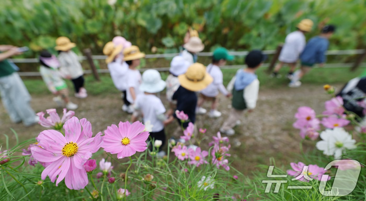 코스모스. <자료사진> 2025.9.19/뉴스1 ⓒ News1 김영운 기자