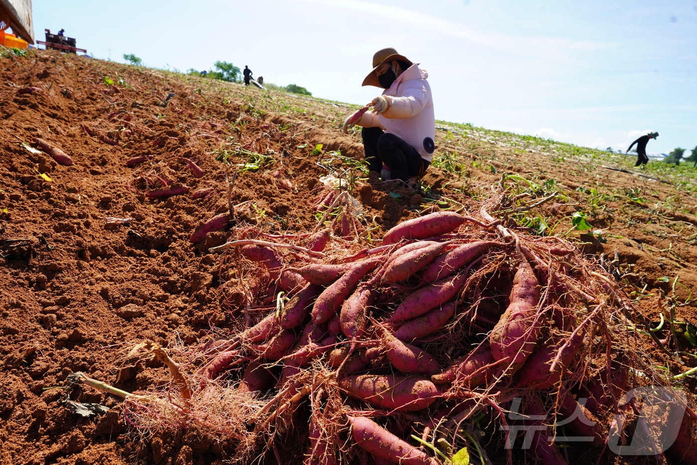 해남 고구마 본격 수확(해남군 제공. 재판매 및 DB금지) /뉴스1 