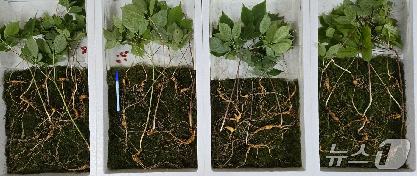 지리산 자락에서 캐낸 천종산삼.(한국전통심마니협회 제공. 재판매 및 DB금지)