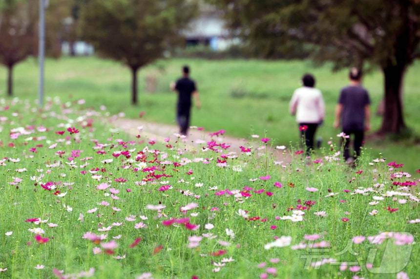 선선한 초가을 날씨를 보인 18일 오전 광주 북구 동림동 산동교친수 공원에서 주민들이 코스모스가 핀 산책로 길을 따라 가을 정취를 만끽하고 있다. &#40;광주 북구 제공. 재판매 및 DB 금지&#41; 2025.9.18/뉴스1 ⓒ News1 박지현 기자