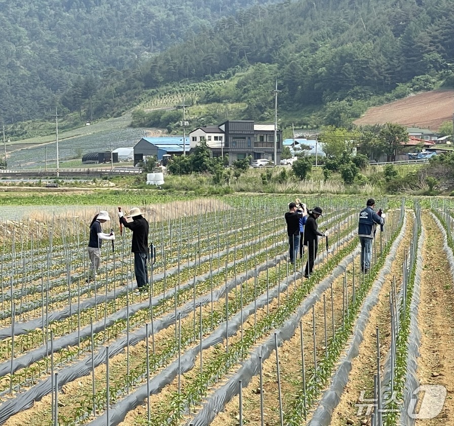 강원 정선군 농촌 일손 돕기 자료 사진. (정선군 제공. 재판매 및 DB금지) 2025.9.21/뉴스1