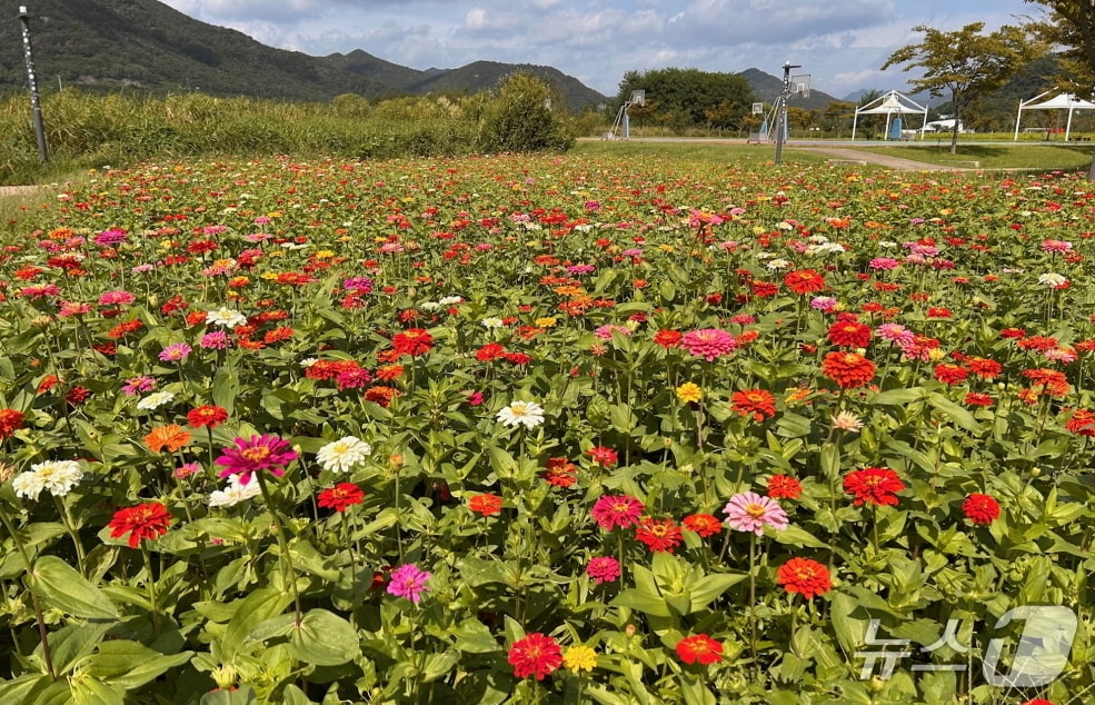 황산공원, 활짝 핀 백일홍.(양산시 제공. 재판매 및 DB금지)