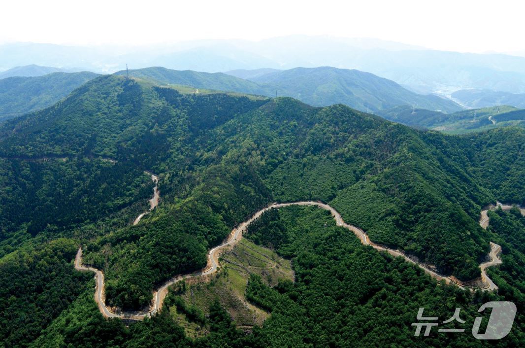 정선 가리왕산 임도 (산림청 제공.재판매 및 DB금지)/뉴스1