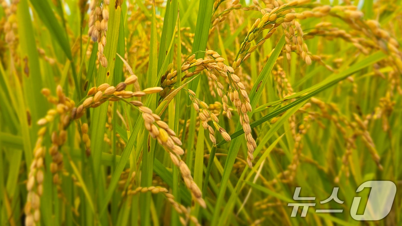 23일 경북 포항시 남구 연일읍의 들녘에서 추수를 앞둔 벼가 누렇게 익어가고 있다. 2025.9.23/뉴스1 ⓒ News1 최창호 기자