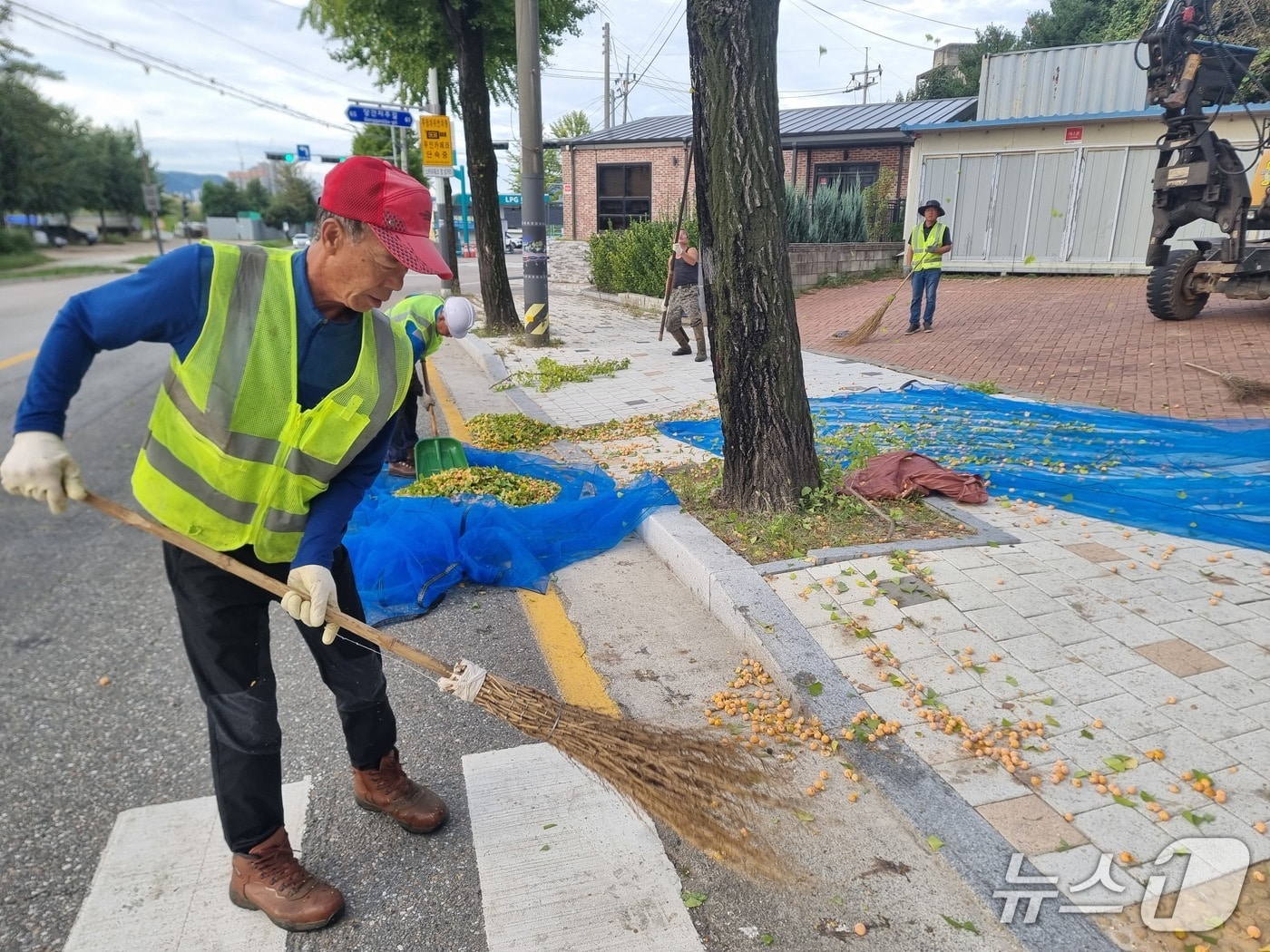 춘천 일대 은행나무 열매 조기채취하는 작업자들.(춘천시 제공, 재판매 및 DB금지)