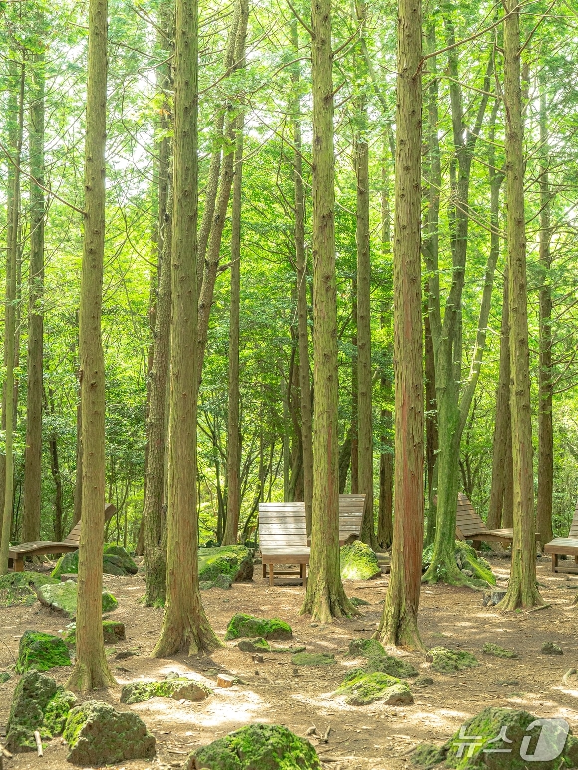 서귀포 치유의 숲(제주관광공사 제공, 재판매 및 DB 금지).