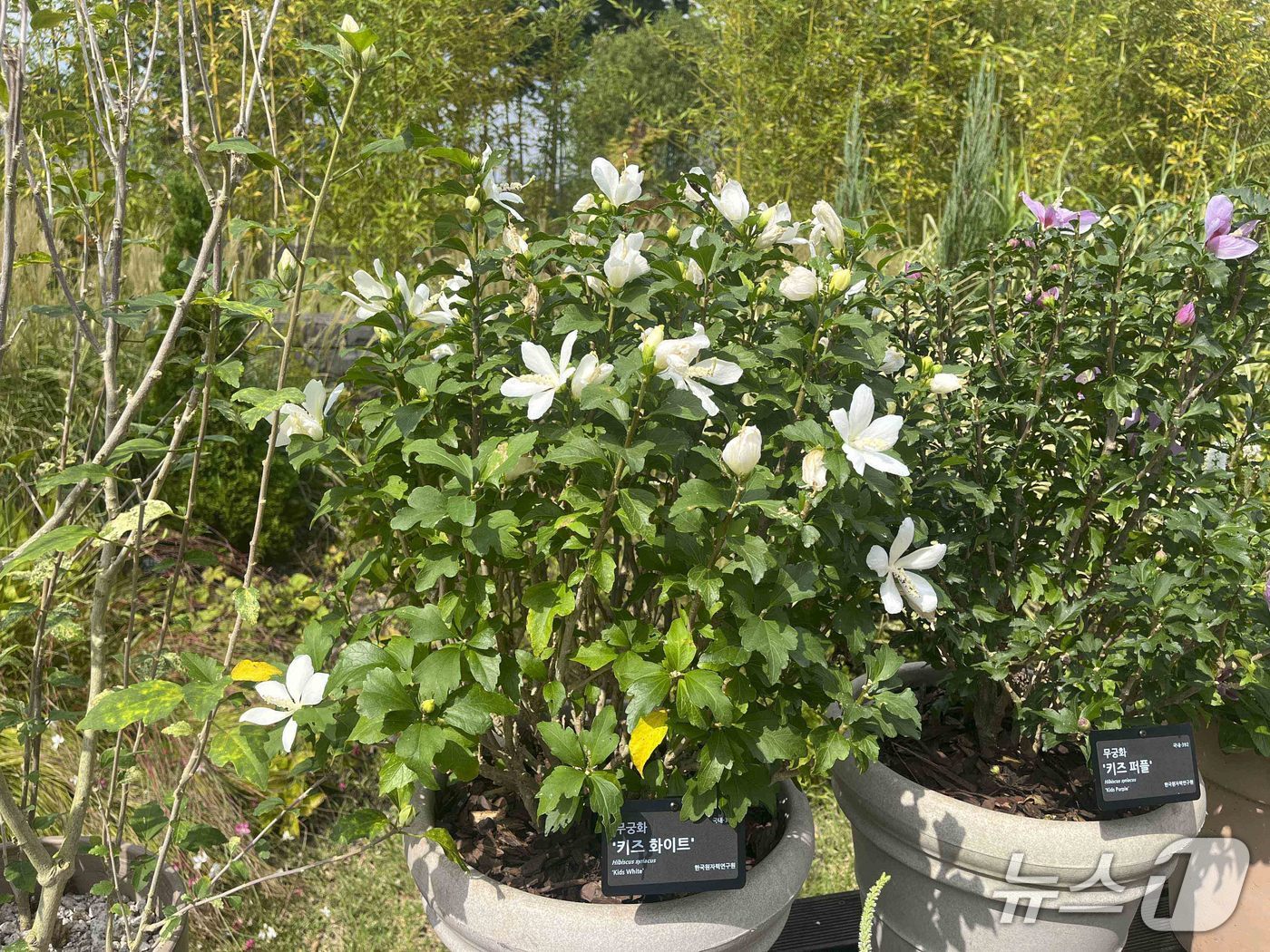 무궁화 '키즈 화이트'(원자력연 제공) /뉴스1