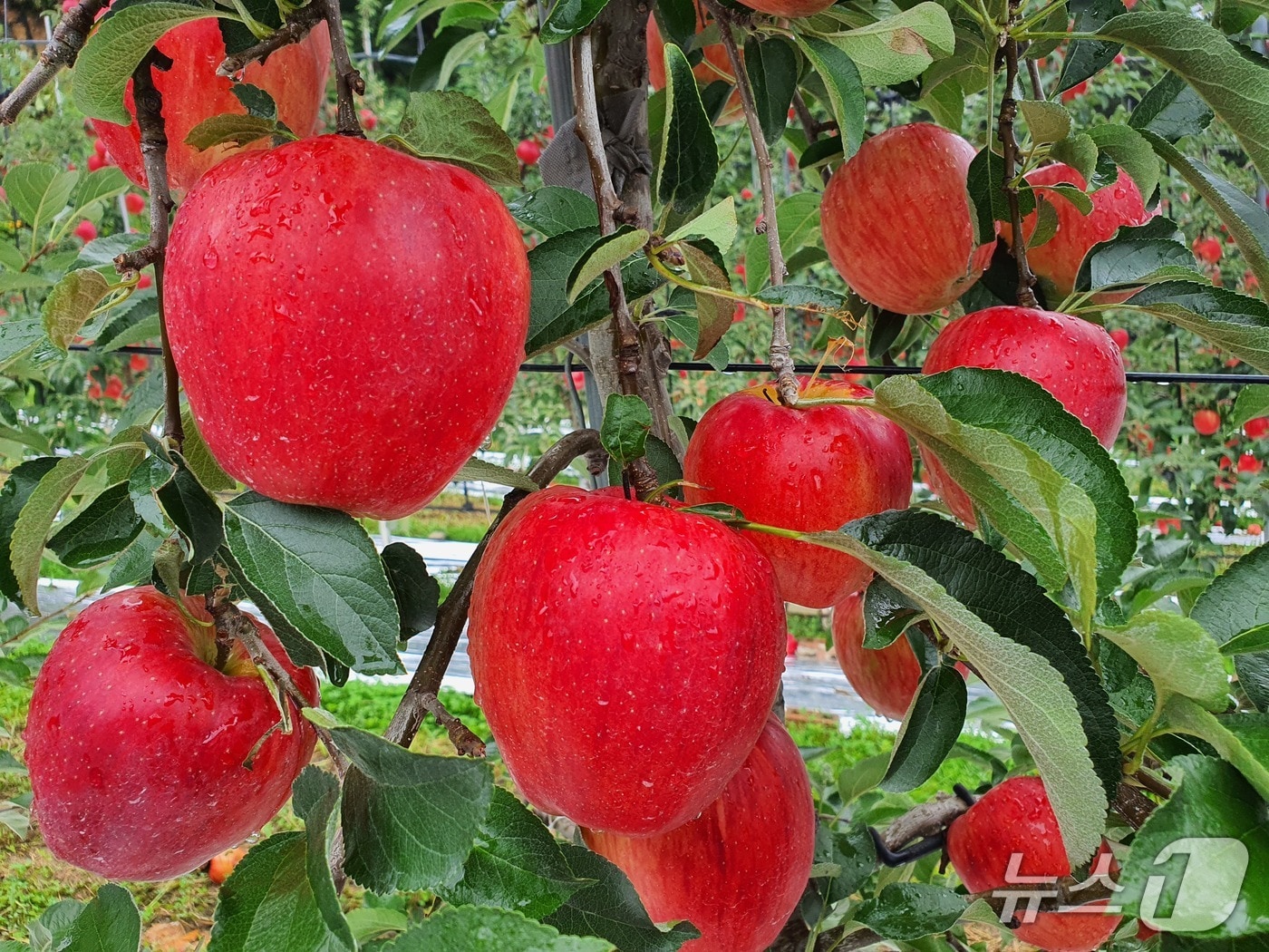 함양 사과(함양군 제공. 재판매 및 DB금지)