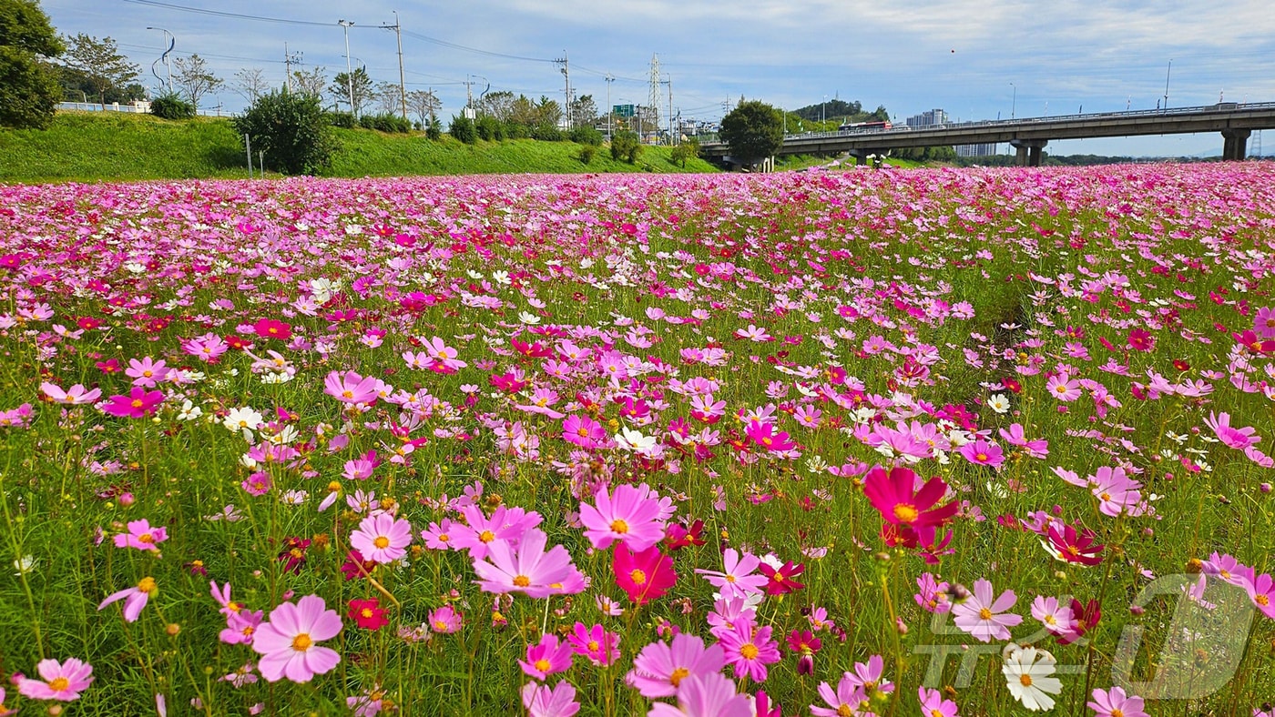 25일 전남 나주 영산강 둔치에 조성된 코스모스 꽃단지.(나주시 제공, 재배포 및 DB 금지)2025.9.25/뉴스1