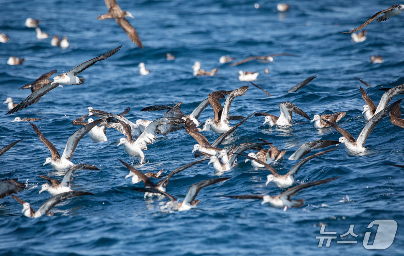 울산 방어진 해상에서 관찰된 슴새. (홍승민 울산짹짹휴게소 대표 제공. 재판매 및 DB 금지) /뉴스1