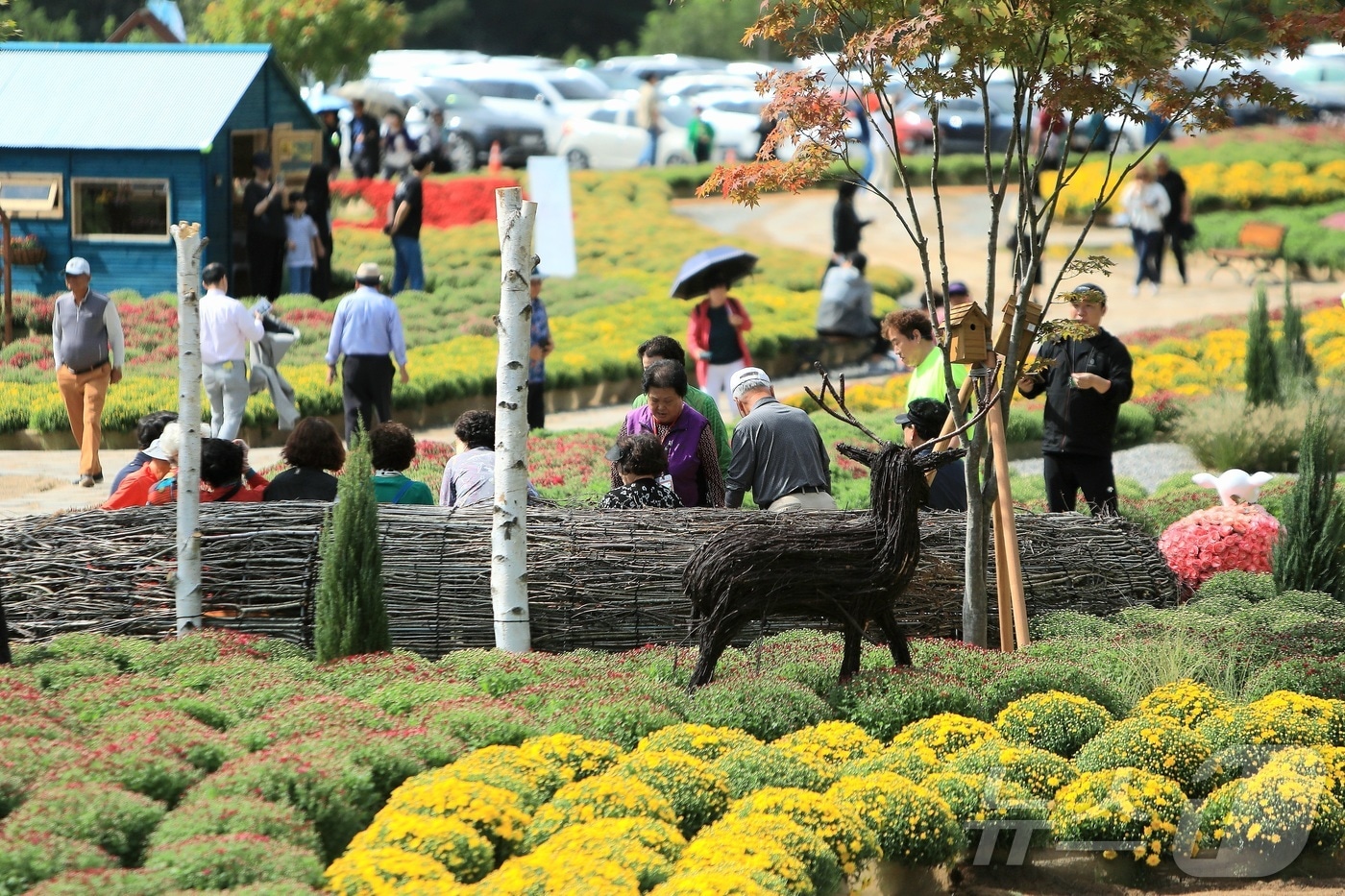 가을의 정취를 담은 &#39;2025 인제 가을꽃 축제&#39;가 지난 27일 개막했다. 올해로 7회째를 맞는 &#39;가을꽃 축제&#39;는 10월 19일까지 23일간 인제군 북면 용대 관광지 일원에서 열린다.&#40;인제군 제공. 재판매 및 DB금지&#41;/ 2025.9.27/뉴스1 ⓒ News1 이종재 기자