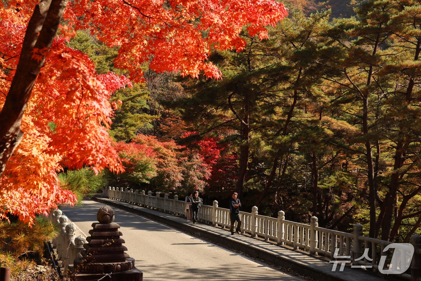 산청 대원사 계곡 단풍길(산청군 제공. 재판매 및 DB금지).