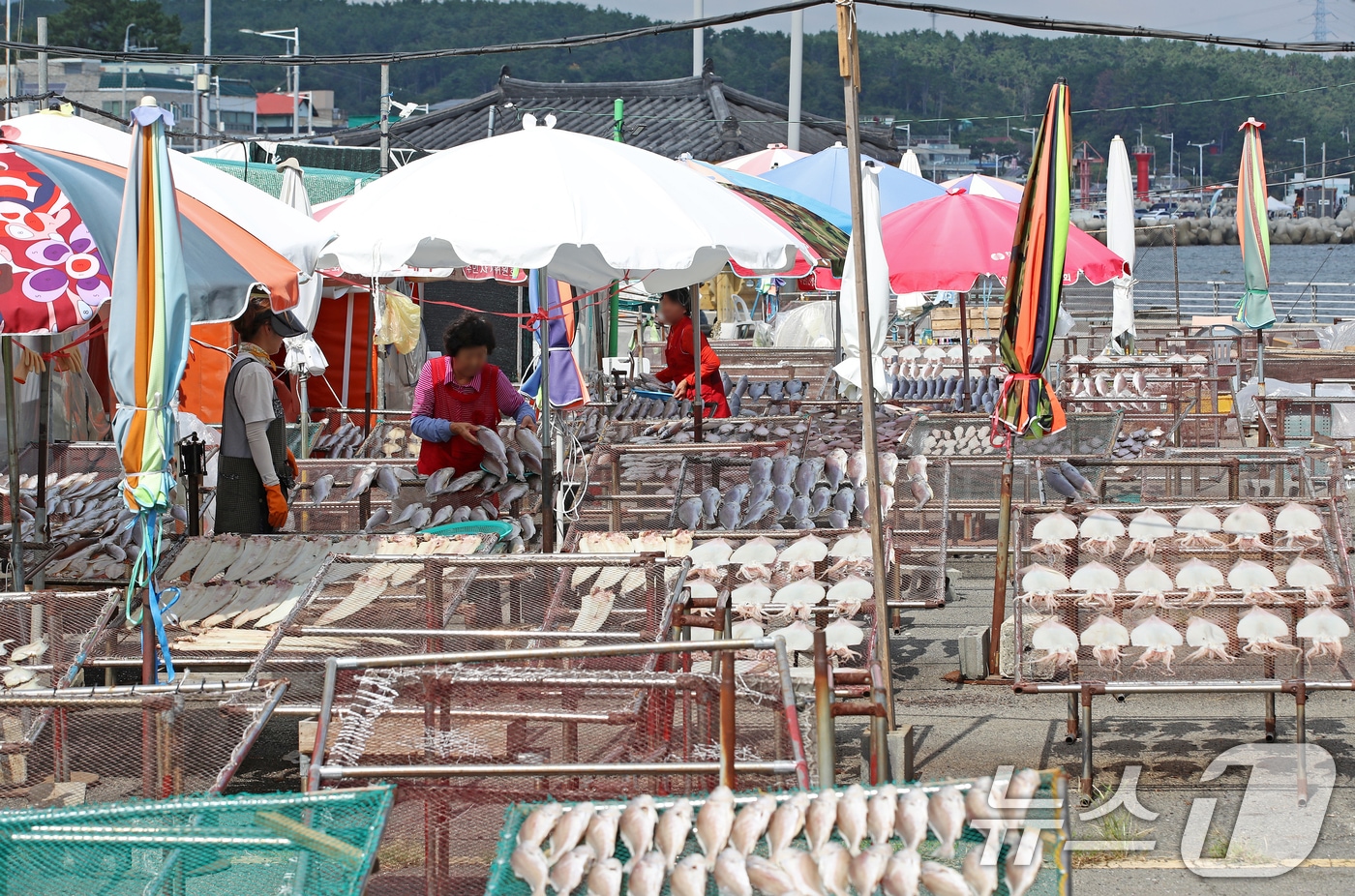 추석 연휴를 앞둔 29일 부산 기장군 일광면 칠암마을 물양장에서 어민들이 해풍 속에 조기, 참돔, 가자미 등 제수용 생선을 말리고 있다. (사진은 기사 내용과 무관함)2025.9.29 ⓒ 뉴스1 윤일지 기자