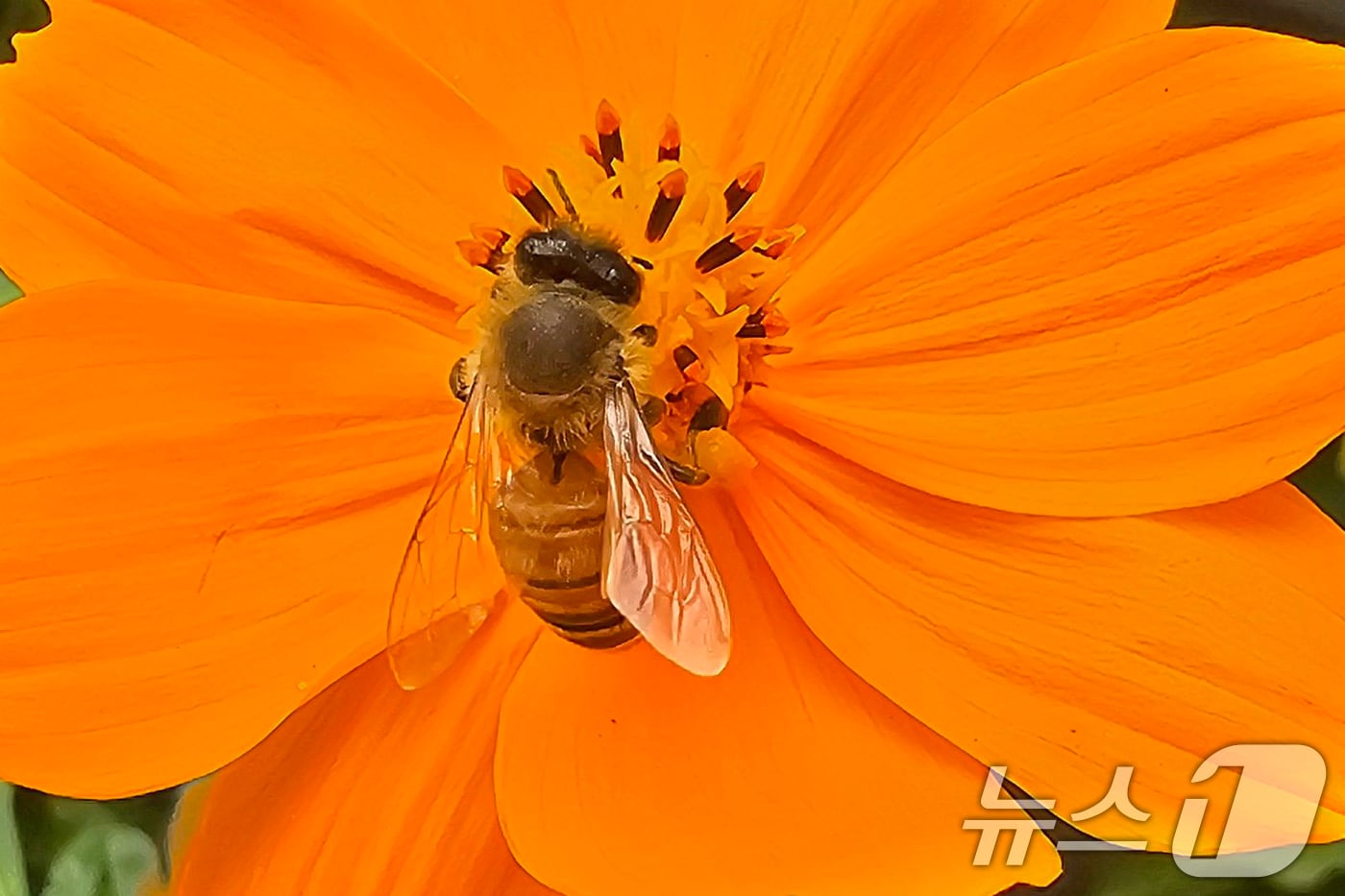 29일 오후 경북 포항시 남구 연일읍 들녘에 있는 황화 코스모스에서 꿀벌 한마리가 꿀을 모으고 있다. 2025.9.29/뉴스1 ⓒ News1 최창호 기자