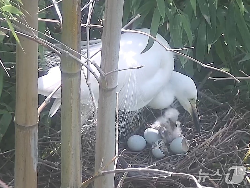 울산 태화강 대숲에서 관찰된 '중백로'의 번식 과정. (울산시 제공. 재판매 및 DB 금지) /뉴스1