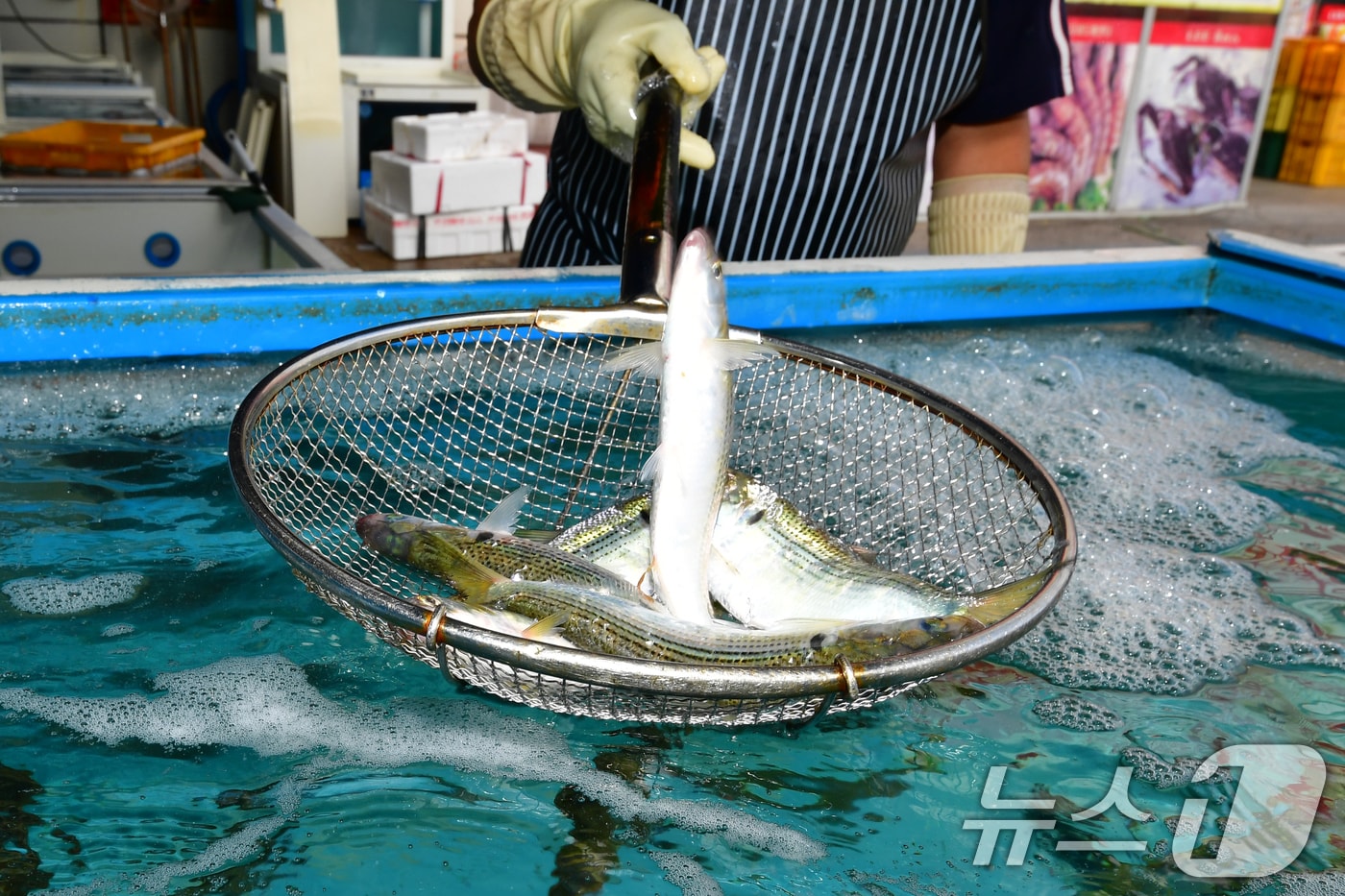 지난 3일 오전 경북 포항시 북구의 한 횟집 수족관에서 주인이 전어를 뜰채에 담아 옮기고 있다. 전어 1kg은 3만 원 선이다. ⓒ News1 최창호 기자
